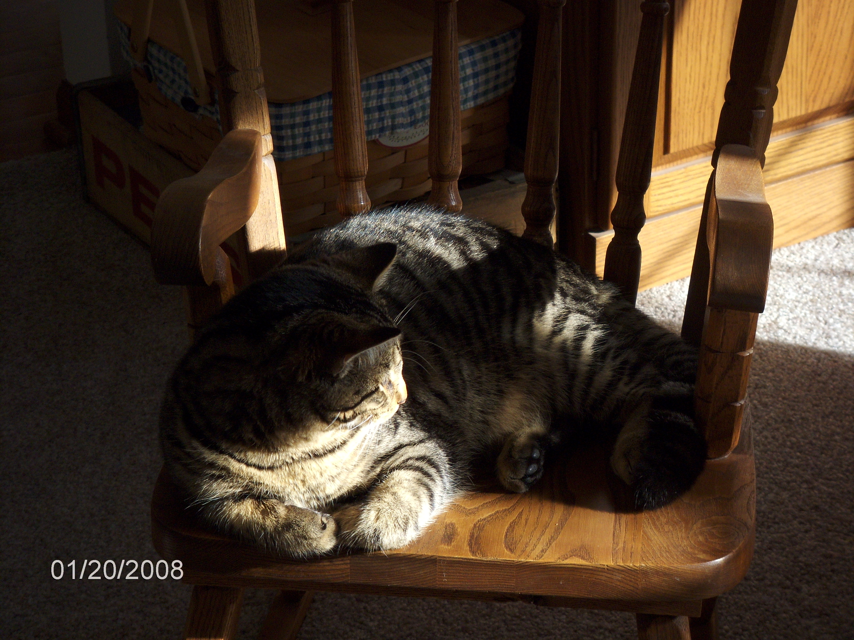 Cats