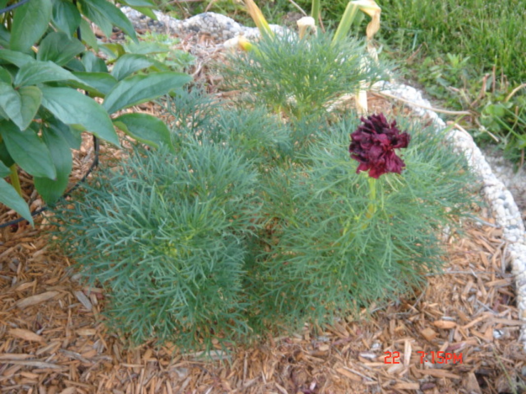 flowers2