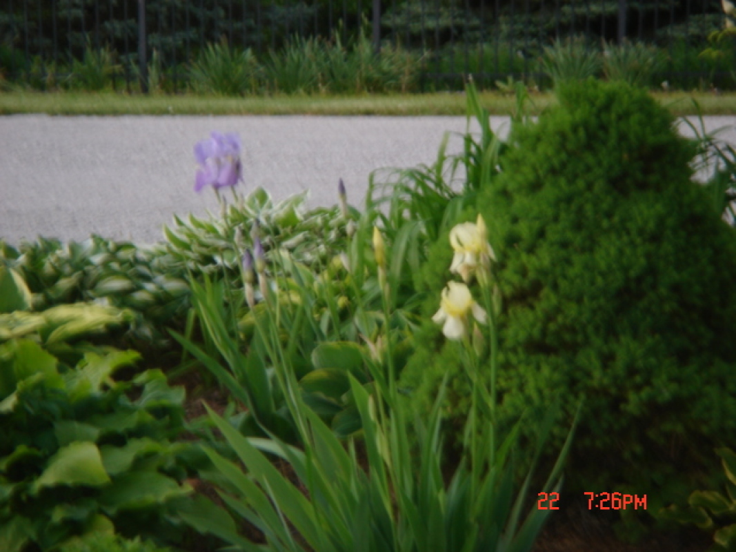 flowers27