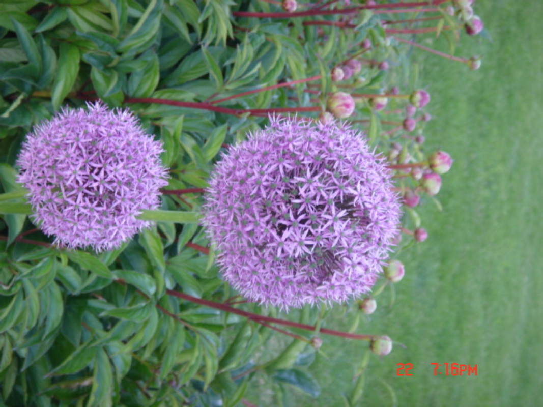 flowers4