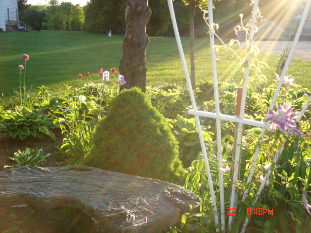 hosta11