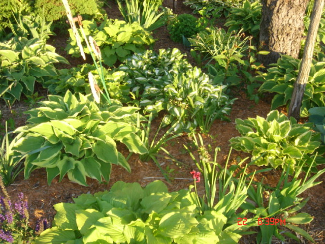 hosta4