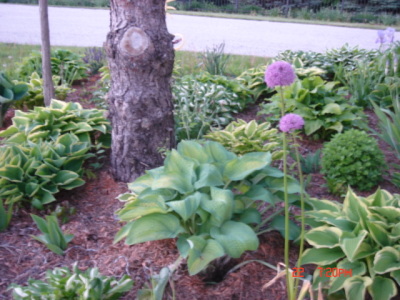 flowers12