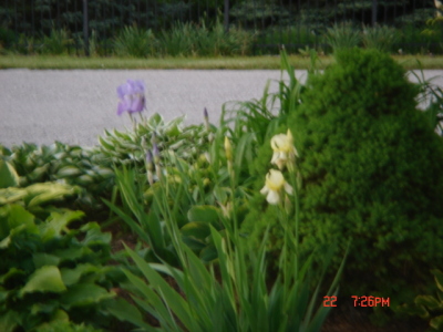 flowers27