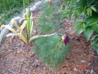 flowers3