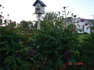 flowers6