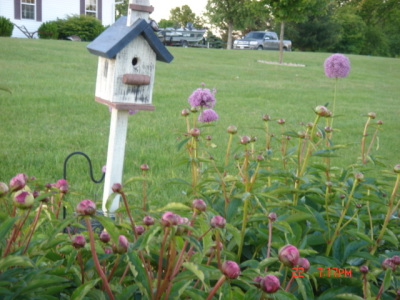 flowers7