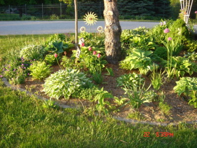 hosta1