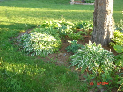 hosta10