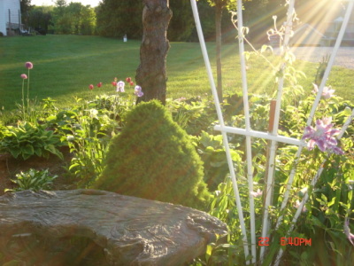 hosta11