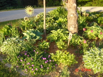 hosta2