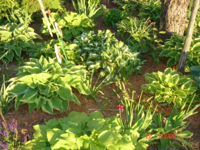 hosta4