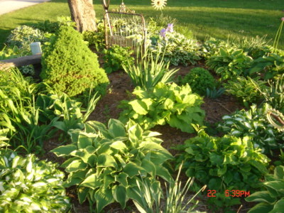 hosta5