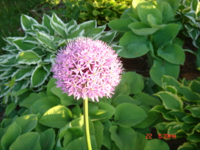 hosta6