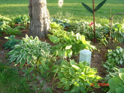 hosta9