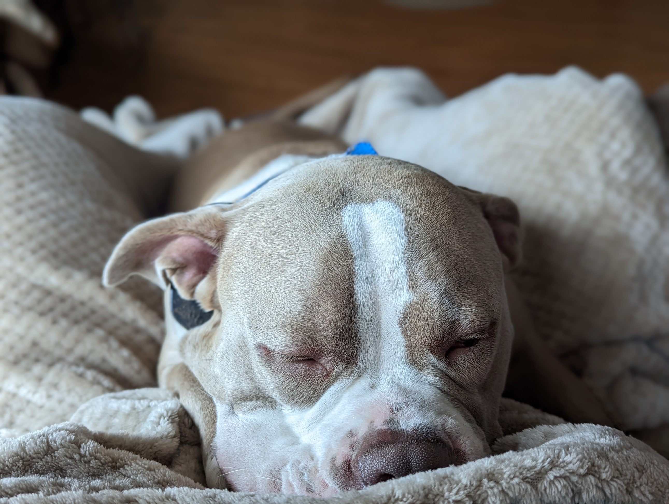 Mia